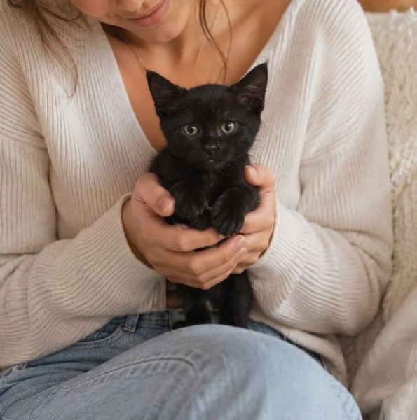 Morosita, 2 mesi, gatto femmina 