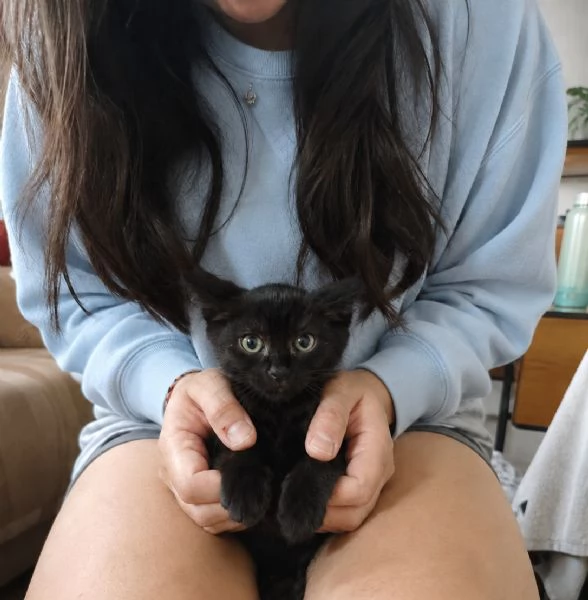 Morosita, 2 mesi, gatto femmina  | Foto 4