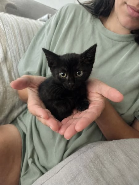 Morosita, 2 mesi, gatto femmina  | Foto 2
