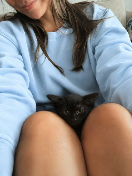 Morosita, 2 mesi, gatto femmina  | Foto 1