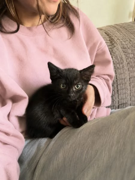 Morosita, 2 mesi, gatto femmina  | Foto 0