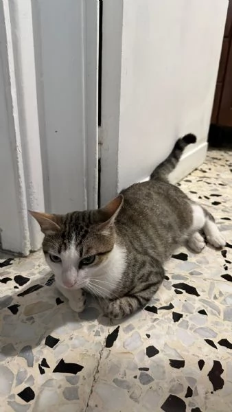 Tommy, 6 mesi, gatto maschio 