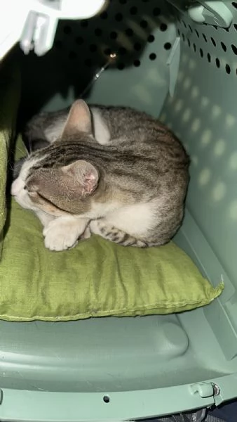 Tommy, 6 mesi, gatto maschio  | Foto 4