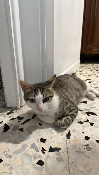 Tommy, 6 mesi, gatto maschio  | Foto 3