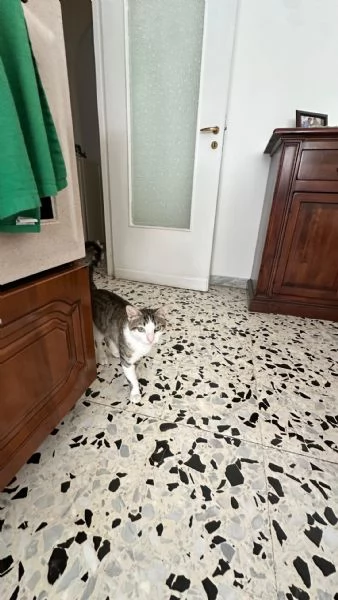 Tommy, 6 mesi, gatto maschio  | Foto 2