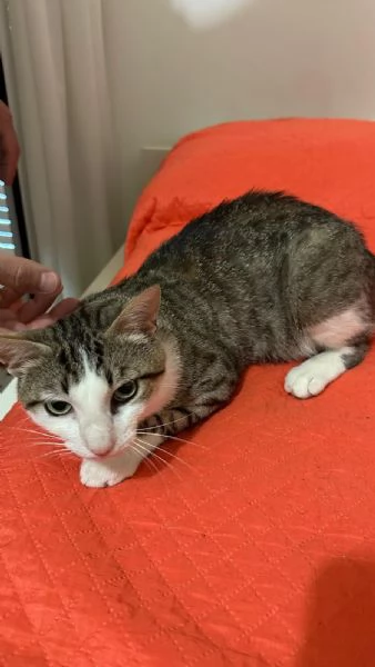 Tommy, 6 mesi, gatto maschio  | Foto 1