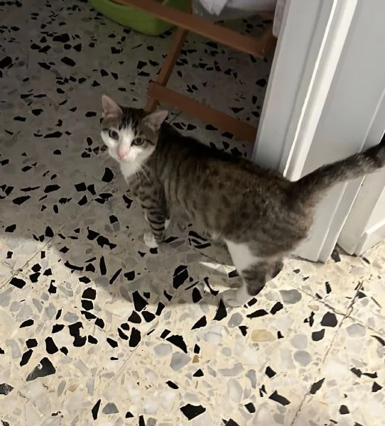 Tommy, 6 mesi, gatto maschio  | Foto 0