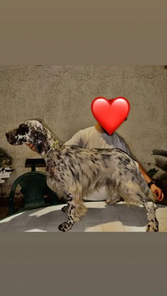 Cedo alcuni cuccioli Setter inglese  | Foto 6
