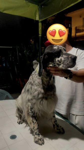 Cedo alcuni cuccioli Setter inglese  | Foto 5