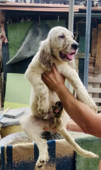 Cedo alcuni cuccioli Setter inglese  | Foto 4