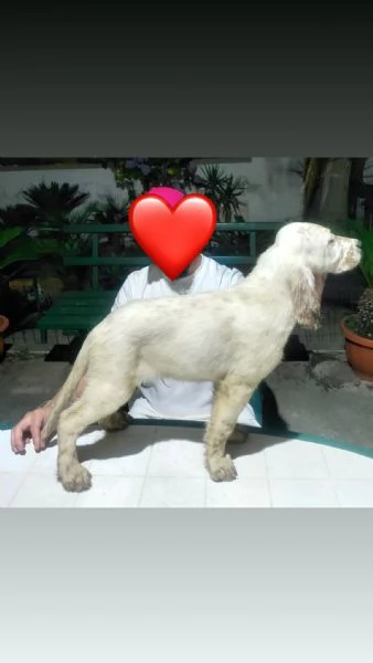 Cedo alcuni cuccioli Setter inglese  | Foto 3