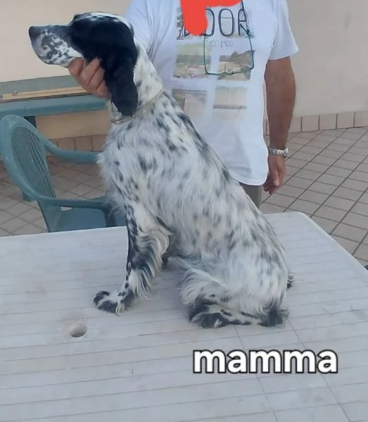 Cedo alcuni cuccioli Setter inglese  | Foto 2