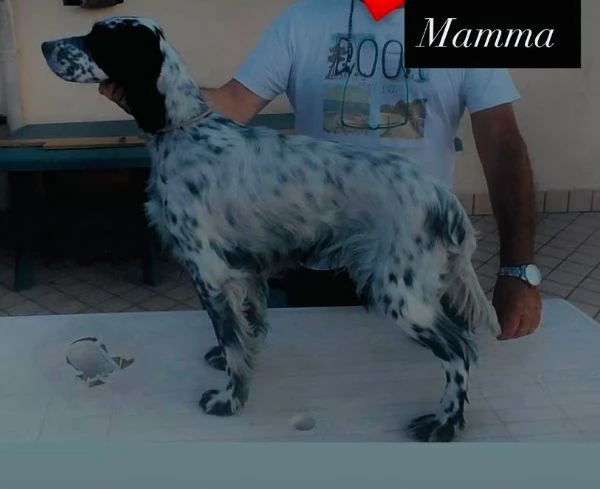 Cedo alcuni cuccioli Setter inglese  | Foto 1