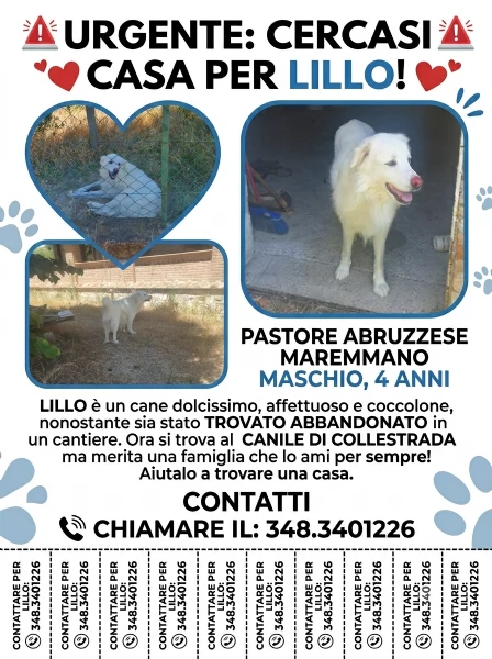 Pastore abruzzese maremmano cerca famiglia