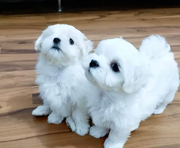 Cuccioli Maltesi maschio e femmina
