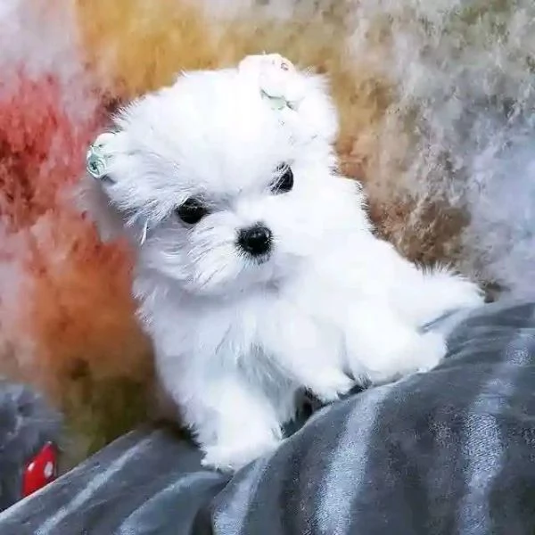 Maltese toy cuccioli | Foto 0
