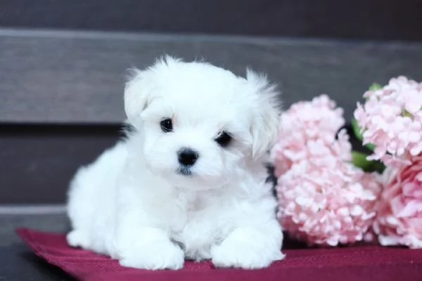 CUCCIOLI MALTESE TOY