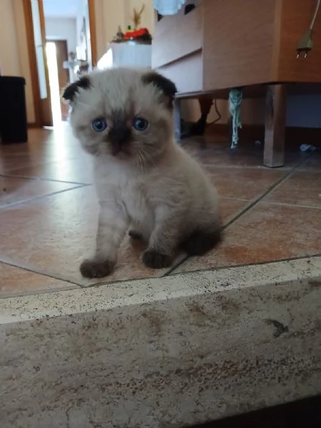 Splendidi cuccioli di Scottish Fold