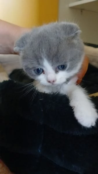 Splendidi cuccioli di Scottish Fold | Foto 2