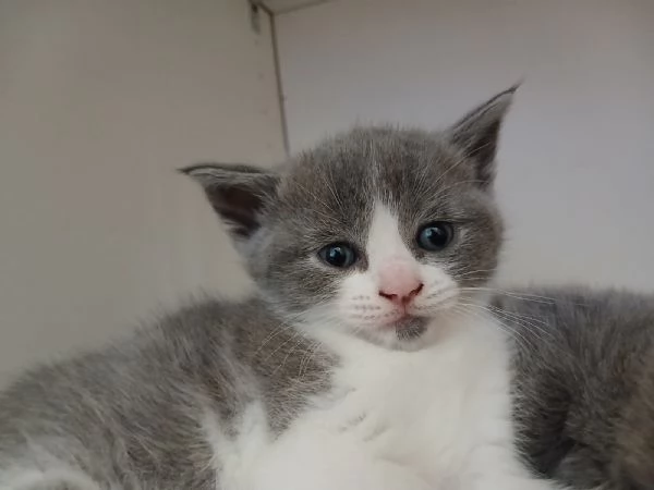 Splendidi cuccioli di Scottish Fold | Foto 1