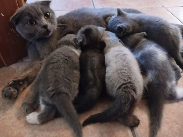 Splendidi cuccioli di Scottish Fold | Foto 0