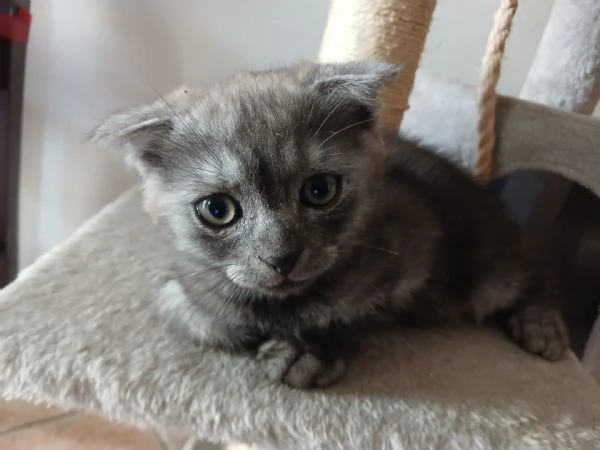 Splendida cucciola di Scottish Fold
