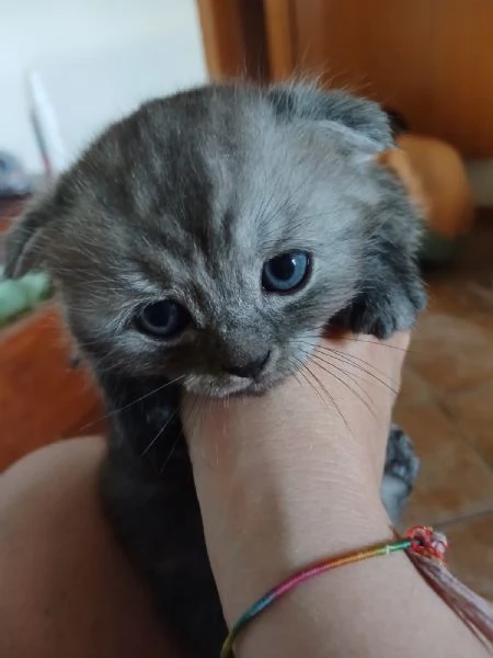 Splendida cucciola di Scottish Fold | Foto 1