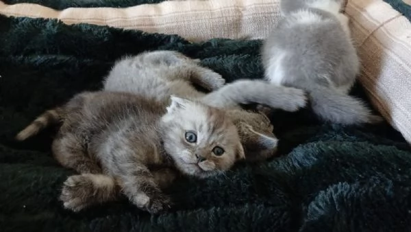 Splendida cucciola di Scottish Fold | Foto 0