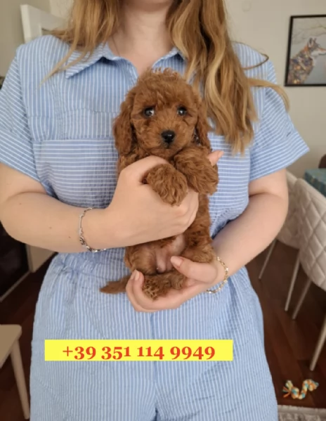 Regala splendidi cuccioli di barboncino | Foto 1