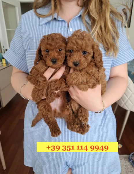 Regala splendidi cuccioli di barboncino