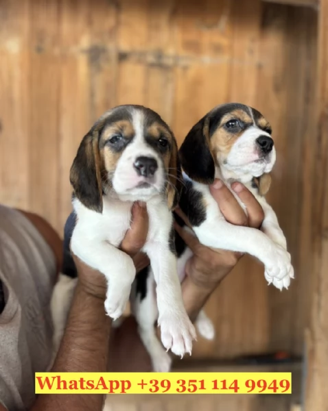 Regala splendidi cuccioli di Beagle | Foto 2