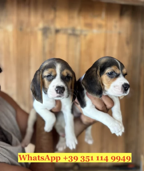 Regala splendidi cuccioli di Beagle | Foto 1