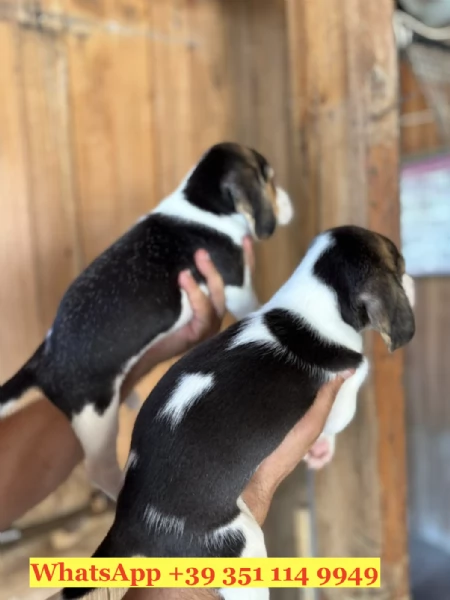 Regala splendidi cuccioli di Beagle | Foto 0