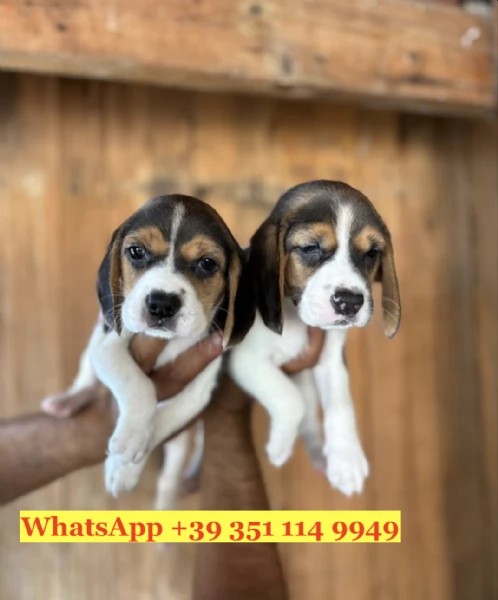 Regala splendidi cuccioli di Beagle