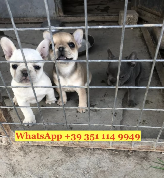 Regala splendidi cuccioli di Bouledogue francese | Foto 2