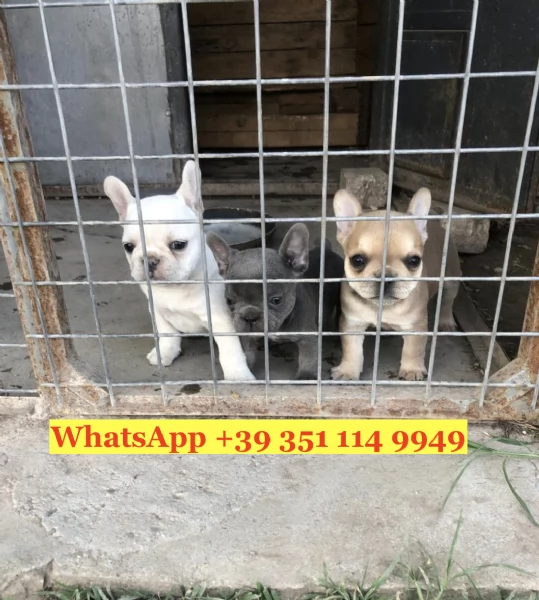 Regala splendidi cuccioli di Bouledogue francese | Foto 1
