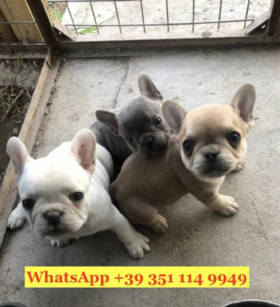 Regala splendidi cuccioli di Bouledogue francese