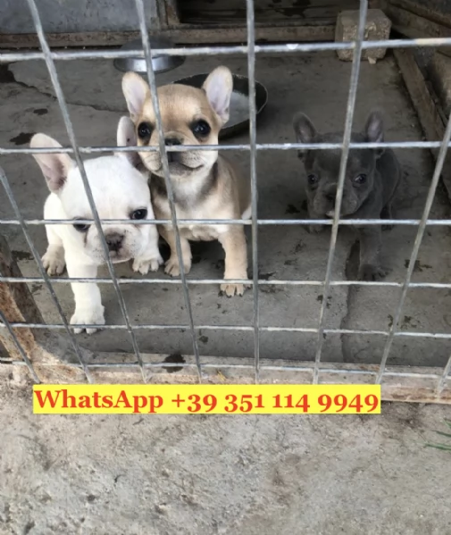 Regala splendidi cuccioli di Bouledogue francese | Foto 0