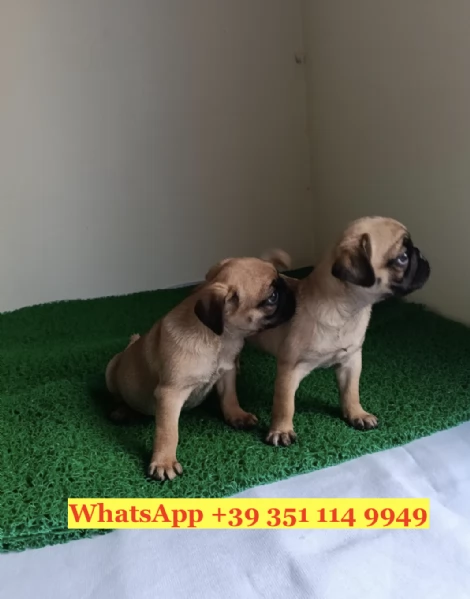 Regala splendidi cuccioli di Carlino | Foto 1