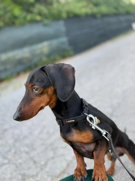 Bassotto nano nero focato  | Foto 0
