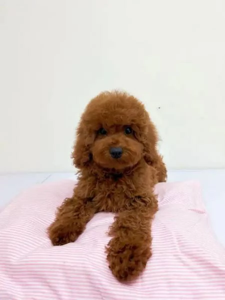CUCCIOLI DI CANE BARBONCINO TOY | Foto 0