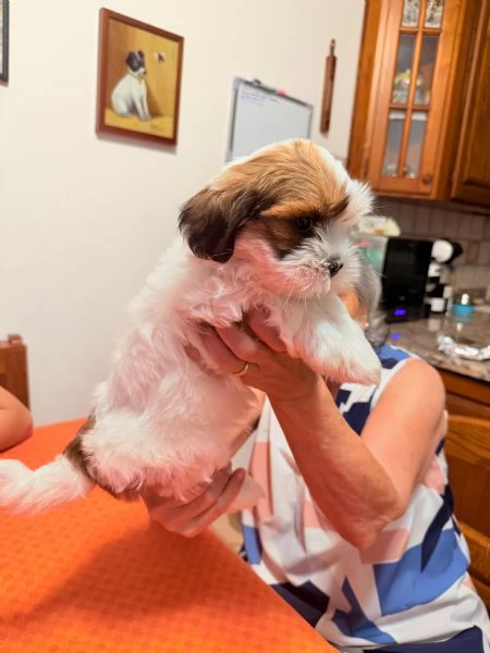 Cuccioli Malshi poo  | Foto 5