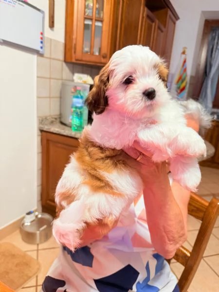 Cuccioli Malshi poo  | Foto 4