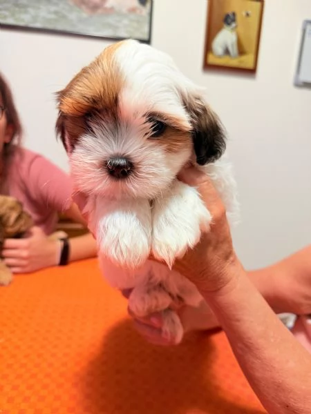 Cuccioli Malshi poo  | Foto 3