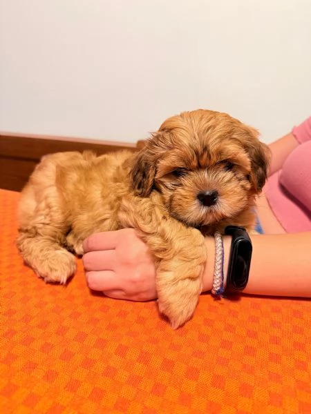 Cuccioli Malshi poo  | Foto 2