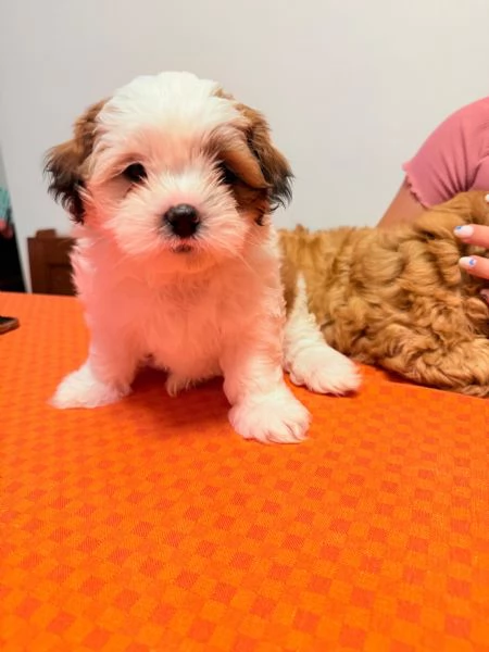 Cuccioli Malshi poo  | Foto 1