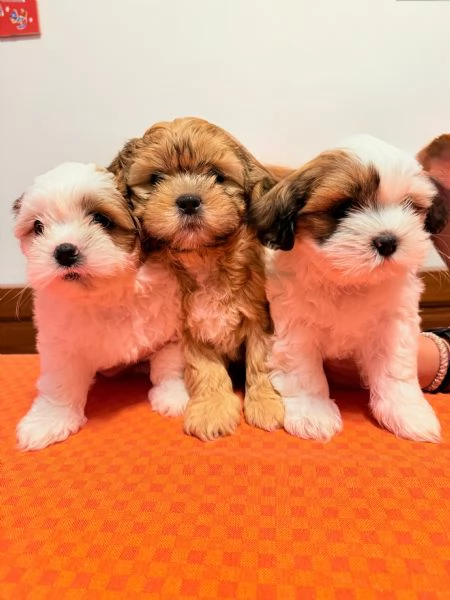 Cuccioli Malshi poo  | Foto 0