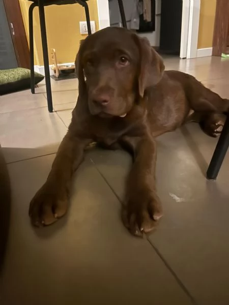 CUCCIOLA BELLISSIMA LABRADOR CHOCOLATE