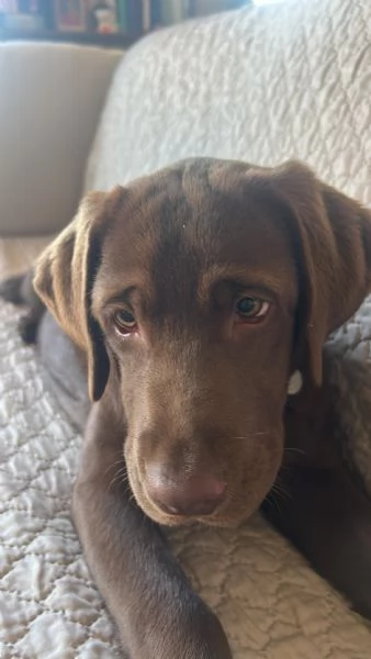 CUCCIOLA BELLISSIMA LABRADOR CHOCOLATE | Foto 0