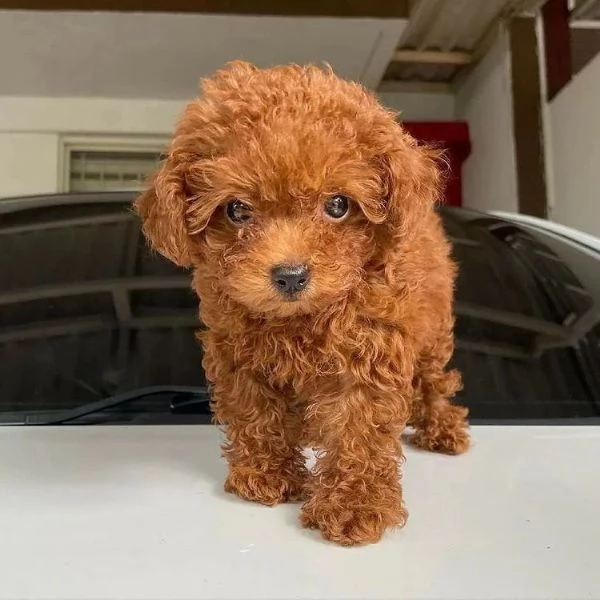 Cuccioli di barboncini toy